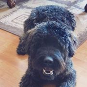 Bouvier des Flandres from Beulah Bouviers