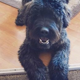 Bouvier des Flandres from Beulah Bouviers