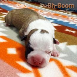 Sh-Boom - Red female American Staffordshire Terrier puppy in Clintwood, Virginia from SkyBlue Kennel