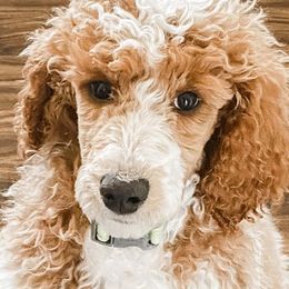 Australian Labradoodles, Goldendoodles, and Poodles from Aloha Doodles & Poodles