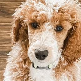 Australian Labradoodles, Goldendoodles, and Poodles from Aloha Doodles & Poodles