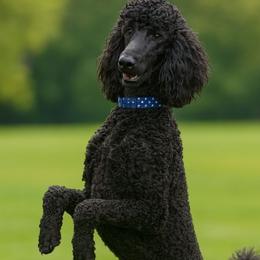 Prince Frederick 'Fire Red King' - Black male Poodle puppy in Woodbridge, Virginia from Rosa Red Standard Poodles