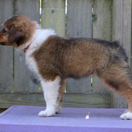 English Shepherd Puppies from Kefi Collie Co