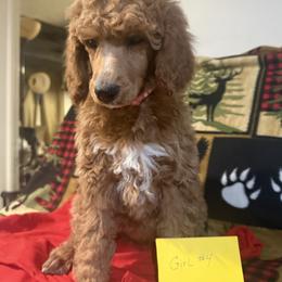 Girl 4 - Brown female Poodle puppy in Detroit, Michigan from Pretty Spoiled Spoos llc