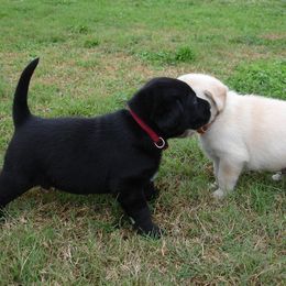 Labrador Retriever Puppies from Duck River Labradors