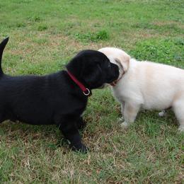 Labrador Retriever Puppies from Duck River Labradors