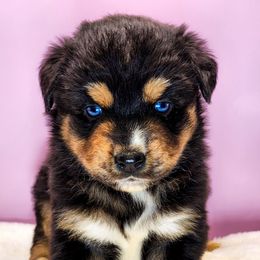Tiana - Black tri female Miniature Australian Shepherd puppy in Mc Alester, Oklahoma from Angel's Aussies