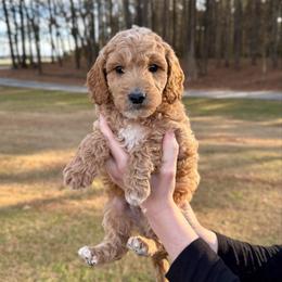 Peppermint - Apricot male Goldendoodle puppy in Kenansville, North Carolina from J+A Family Doodles