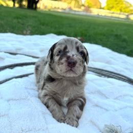 Teler - Red merle male Australian Shepherd puppy in Texas from Legendary Canines