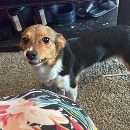 Pembroke Welsh Corgis from Moonrise