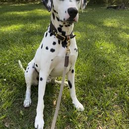 Oakley - Dalmatian