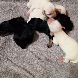 White Female - White female Schnoodle puppy in New Cambria, Kansas from Shrivers' Sweethearts