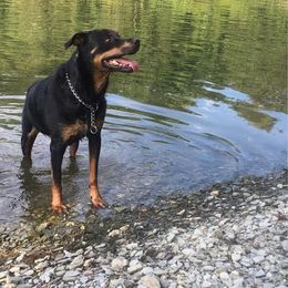 Rottweiler All Grown Up from Lexi’s Dream
