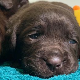 Labrador Retriever Puppies from Infinity Labradors