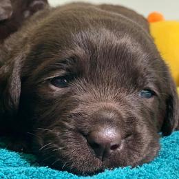 Labrador Retriever Puppies from Infinity Labradors