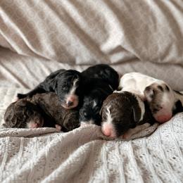 Bernedoodle puppies from Desert Ridge Doodles