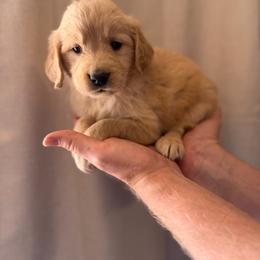 Milo - Golden male Golden Retriever puppy in Mc Neal, Arizona from K&N Golden Retriever Companion