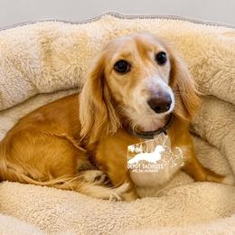 Love - Dachshund