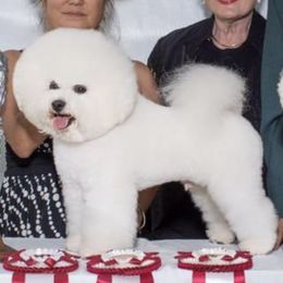 Jasper - Bichon Frise