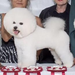 Jasper - Bichon Frise