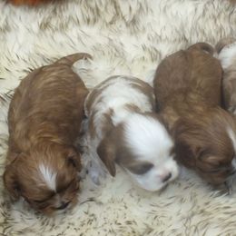 Cavalier King Charles Spaniel Puppies from Lucia's Cavalier King Charles Spaniels