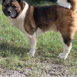 Amleth - Akita