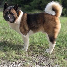 Amleth - Akita
