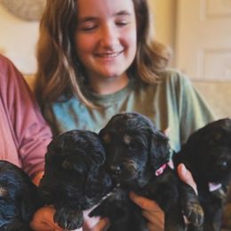 Bernedoodle, Goldendoodle, and Poodle Puppies from Elevated Standards NC