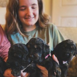 Bernedoodle, Goldendoodle, and Poodle Puppies from Elevated Standards NC