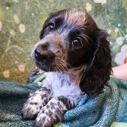 Penguin - Piebald female Dachshund puppy in Pocasset, Massachusetts from Dachs of the Bay