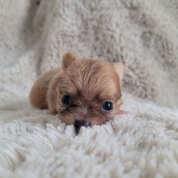 Lake - Chocolate sabled fawn male Chihuahua puppy in Titusville, Florida from ChibiChi