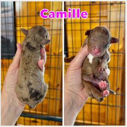 Camille - Chocolate merle female Bernedoodle puppy in Banner Elk, North Carolina from Walnut Tree Bernedoodles