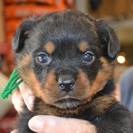 Boy 3 - male Rottweiler puppy in Dawson Springs, Kentucky from Lakeview Rottweilers