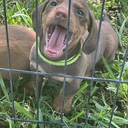Dachshund Puppies from Bar H Dachshunds