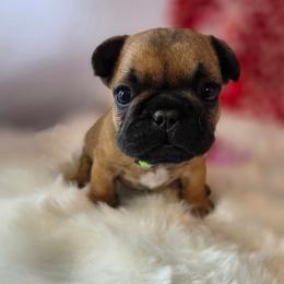 Luca - Fawn male French Bulldog puppy in Solway, Minnesota from PcFrenchies
