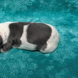 Kindness - White and blue female Whippet puppy in Gentry, Arkansas from Mardel Robeson of Mulberry Hollow Whippets