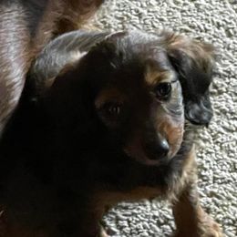 Dachshund Puppies from Cromwell Cogsworth Dachshunds of South West Michigan