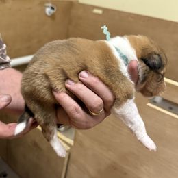 Girl 1 - female Collie puppy in Lonoke, Arkansas from Colley Collies