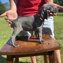Mr. Red - Blue male Weimaraner puppy in Appling, Georgia from Georgia Line Weimaraners