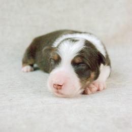 Hale - Red tri-color male Australian Shepherd puppy in Aberdeen, North Carolina from Huckleberry Hill Aussies LLC.