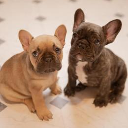 French Bulldogs from Marlo Kennels