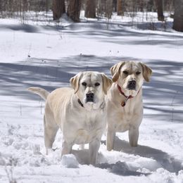 Labrador Retrievers from Cecil's Arizona Labradors