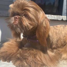 Sailor - Shih Tzu