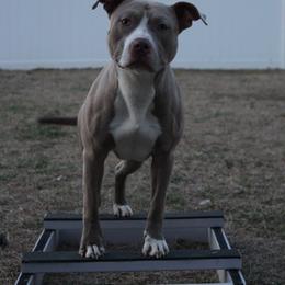 American Pit Bull Terrier puppies from Mika Tica Kennels