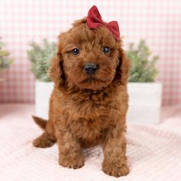 Cavapoo, Cockapoo, Maltipoo, and Poodle Puppies from My Doodle Puppy