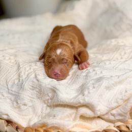 Joan - Red  female Goldendoodle puppy in Queen Creek, Arizona from Goldendoodle AZ