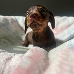 Lucky charms - Chocolate and tan male Dachshund puppy in Temecula, California from Naomi Magee's Dachshund Kennel