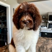 Newfypoo Puppies from Two Sisters Ranch, LLC