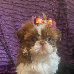 Tiny Pumpkin - Liver and white female Shih Tzu puppy in Lawrenceville, Georgia from Beauty's Shih Tzu (Georgia)