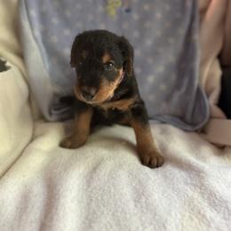 Sawyer - Black and tan male Airedale Terrier puppy in Thomasville, North Carolina from Beitzel Babies
